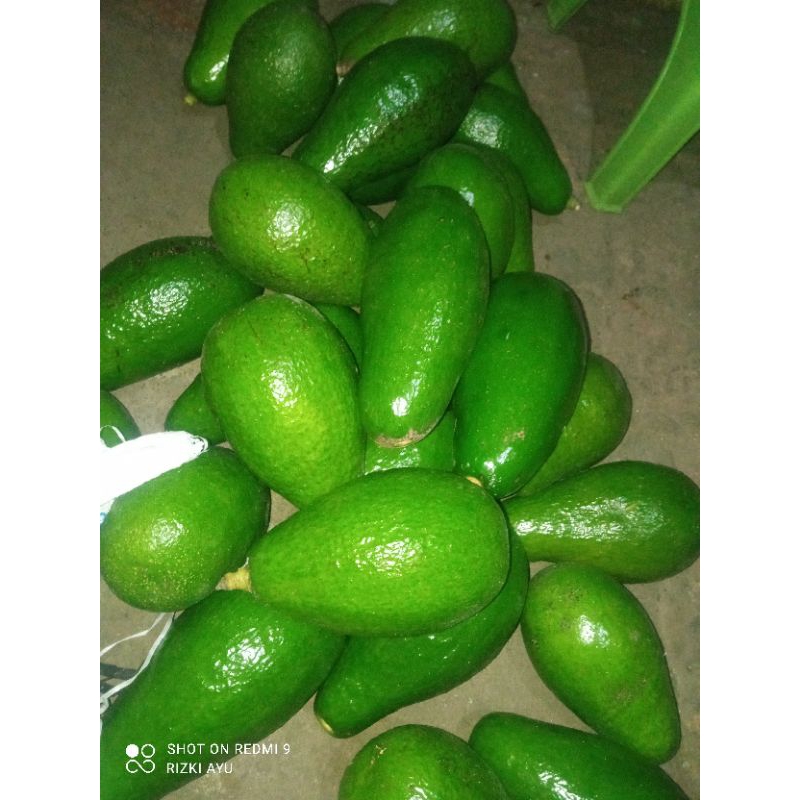 

ALPUKAT PLUWANG 32.000 PER KILO