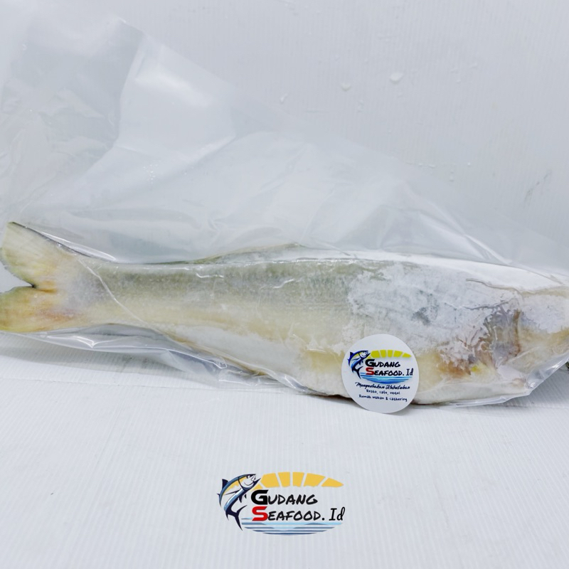 

Ikan senangin utuh (potong bersih) 500-700 gram/ekor
