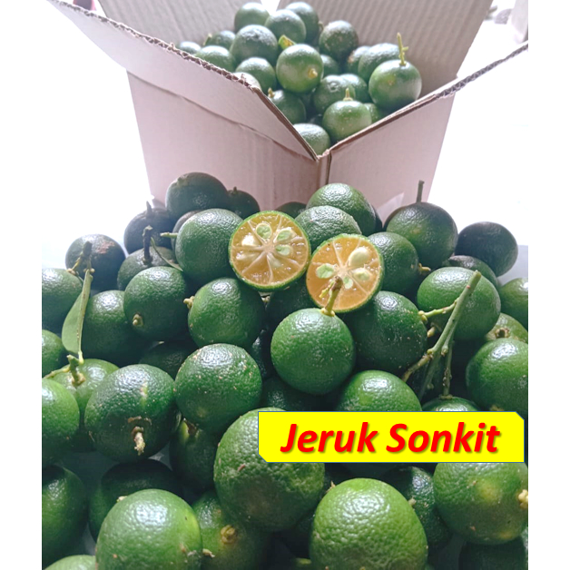 

Jeruk Sonkit Segar Jeruk Kunci Jeruk Kasturi Jeruk Cui Jeruk Asinan Jeruk Songkit Jeruk Kalamansi Jeruk Kunci Bangka Jeruk Kalamansi Jeruk Kecut Jeruk Kalamonde Jeruk Kiamboy 500 Gram