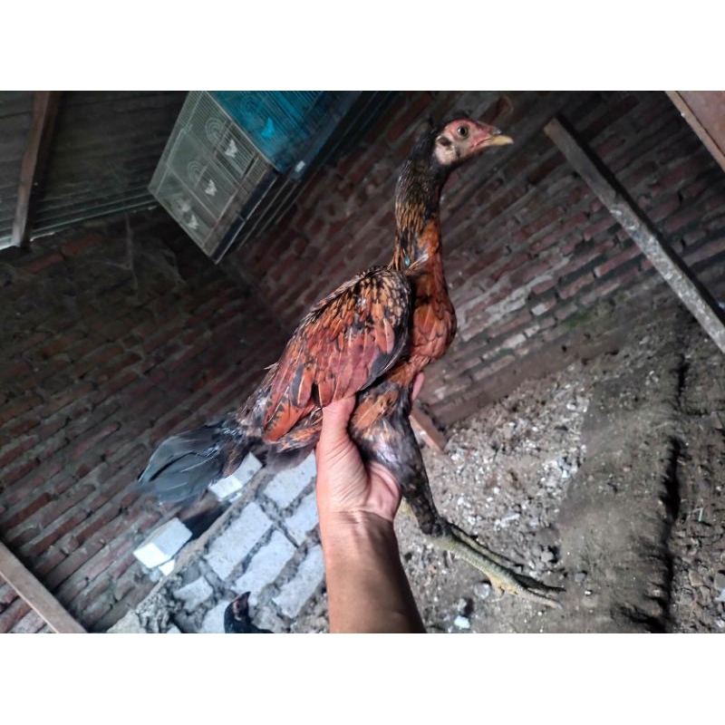 AYAM PAMA BETINA USIA 3 BULAN