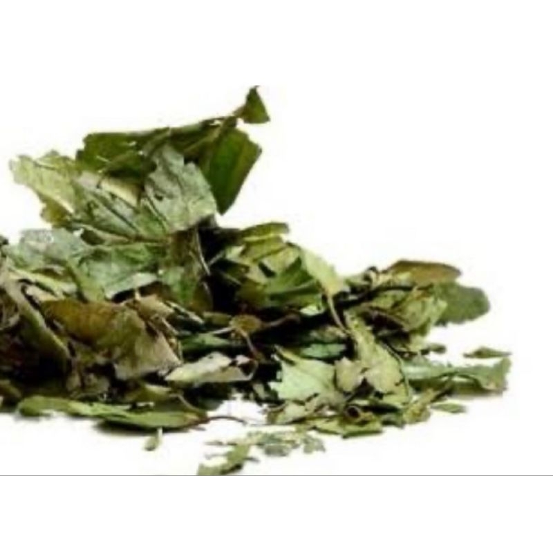 

Daun sangitan kering sambucus javanica kering 200 gram