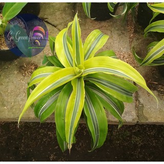 DRACAENA LEMON LIME COMPACTA dracaena deremensis varietas Janet Craig Bausei Warnecki Green Stripe W