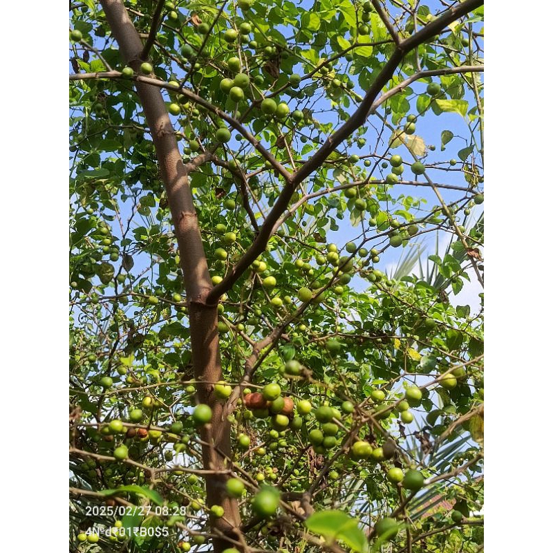 Entres Bidara Madinah Bidara manis langka