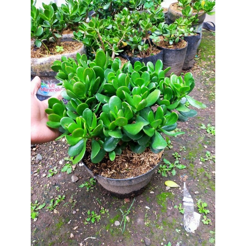 tanaman Jade plant sukulen besar rimbun