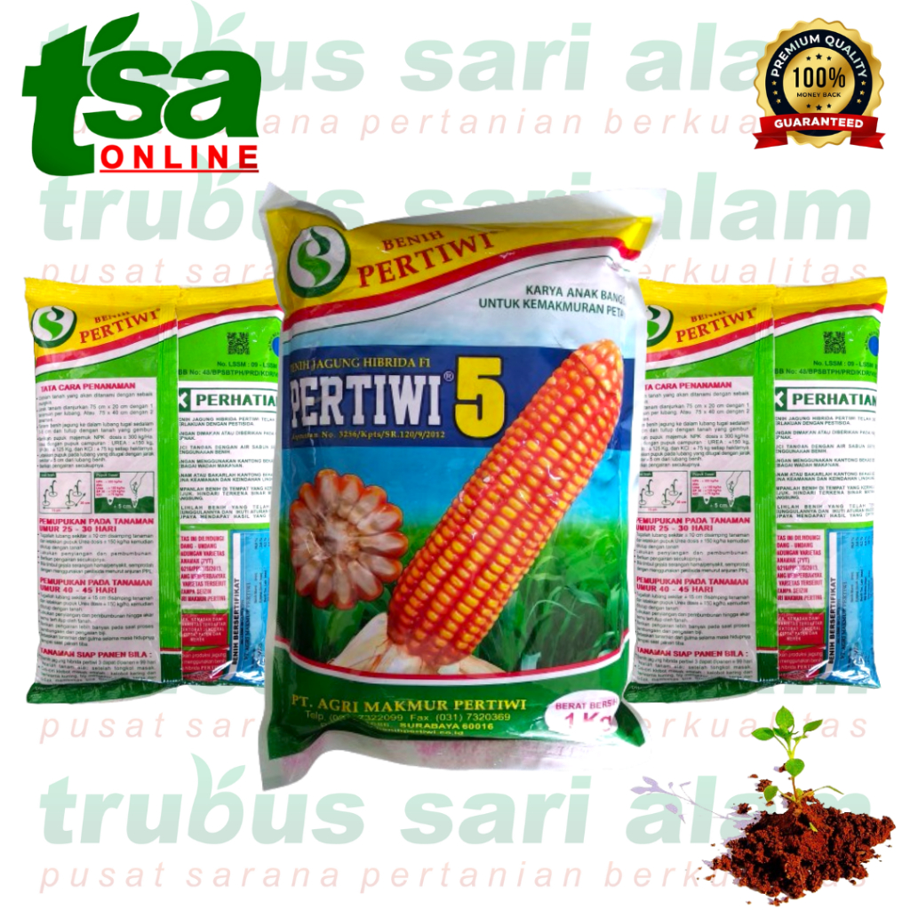 PERTIWI 5 F1 - Biji bibit jagung hibrida unggul BENIH PERTIWI