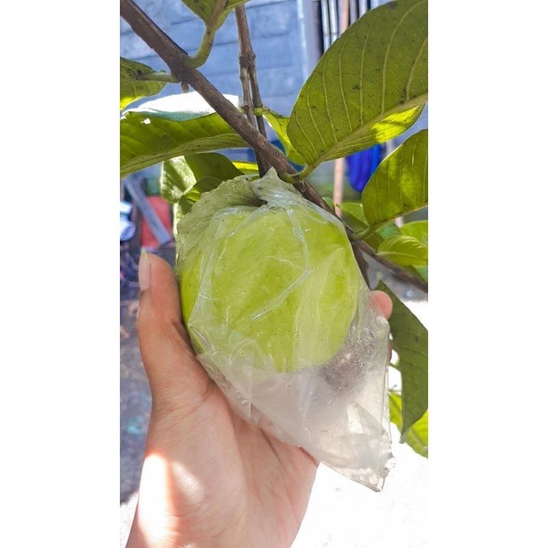 

Jambu kristal non biji
