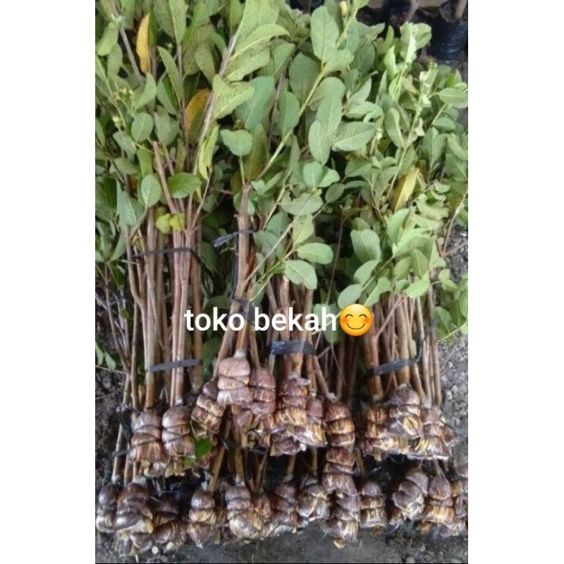 bibit cangkok jambu kristal