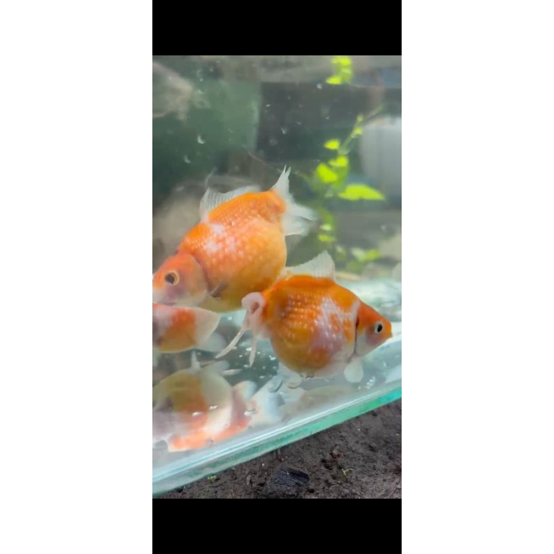 Ikan hias mas koki mutiara tikus gold fish aquarium ikan balon mainan aquascape untuk akuarium canti