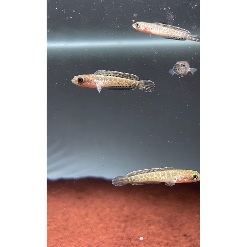 (BERGARANSI) sepasang 2 BAHAN CHANNA AURANTI CB INDO 4cm