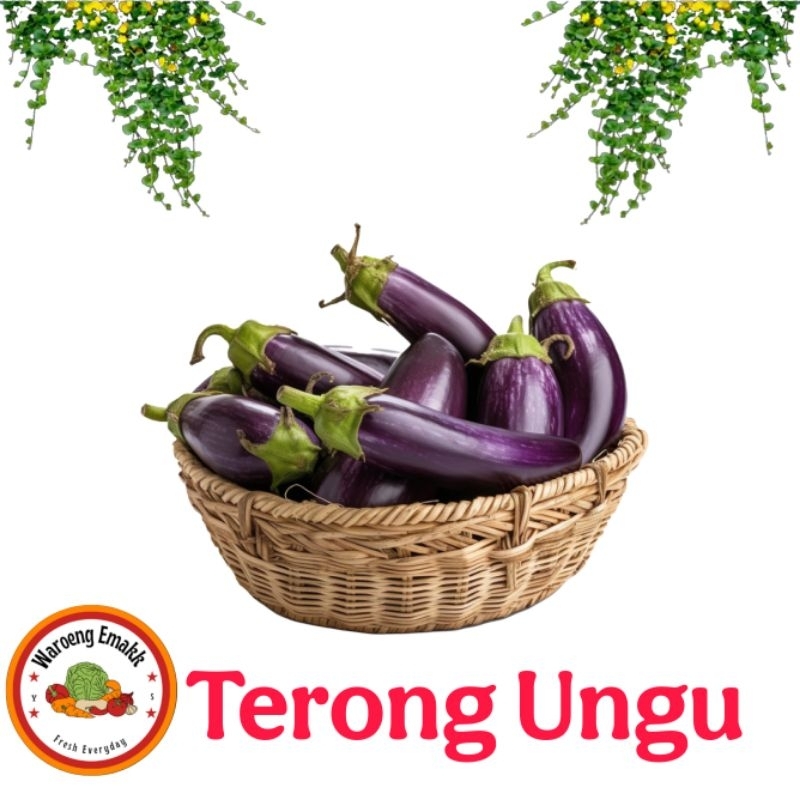 

TERONG UNGU