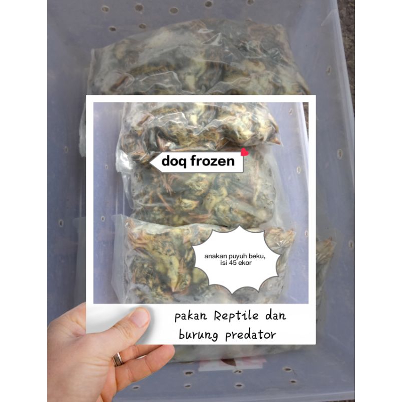 Doq puyuh frozen/puyuh beku/pakan Reptile/burung predator
