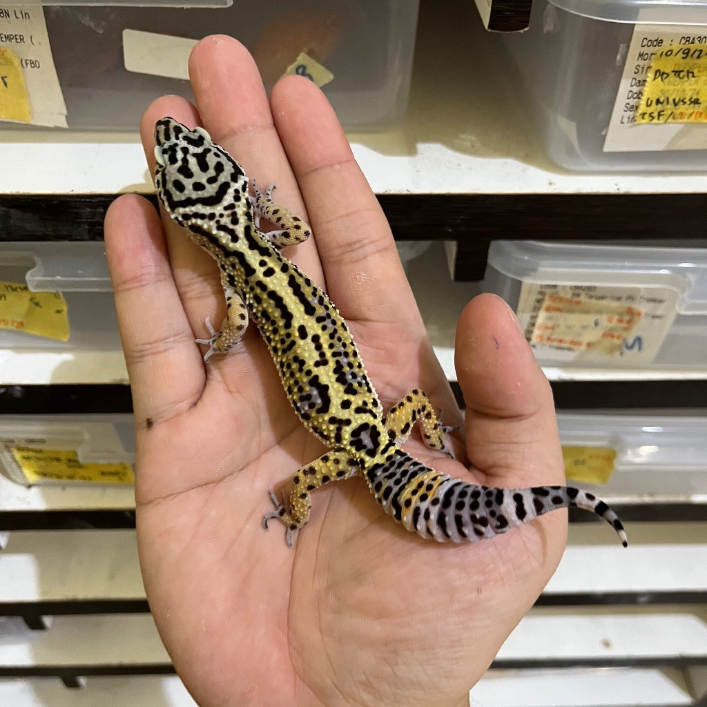 BN CROSS TIGER CBA436 BETINA Mainan Anak Lucu Jinak Gecko Geko Leopard Gecko