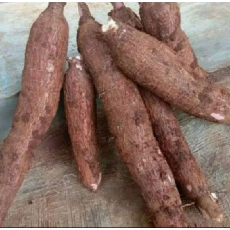 

Bibit Singkong/Ketela Pohong Jenis Ķetan Super