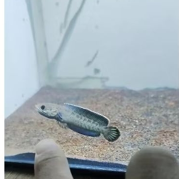 ikan Chana andrao 5-6 cm spek gacorrr000