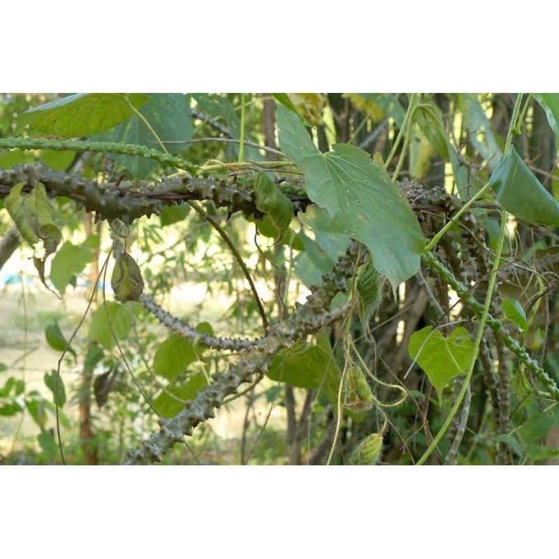 

Batang Brotowali segar per 10 batang