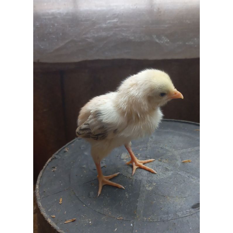 Doc ayam bangkok sialng ayam kampung 1 minggu up