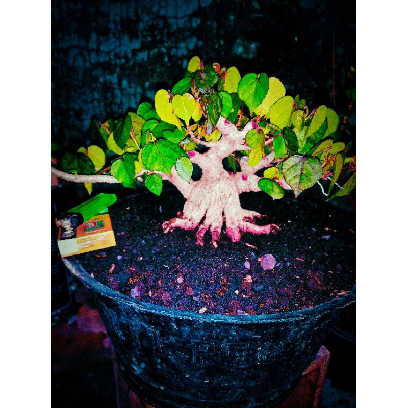 (BISA COD) BONSAI Waru thailand