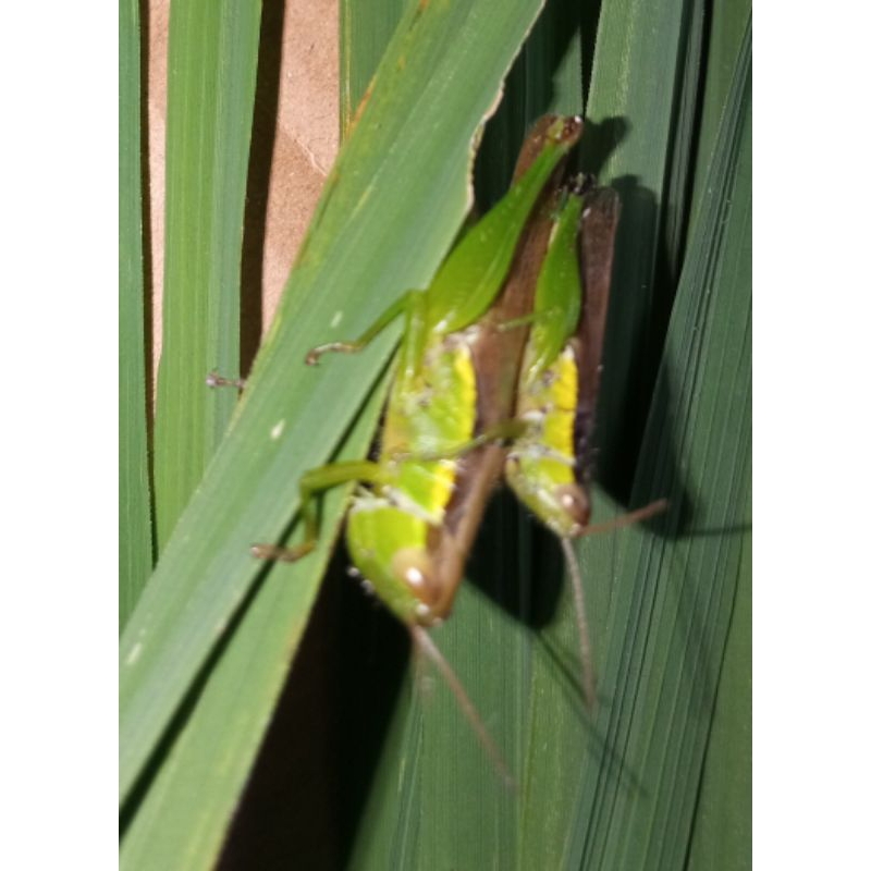 belalang daun  padi 2 pasang