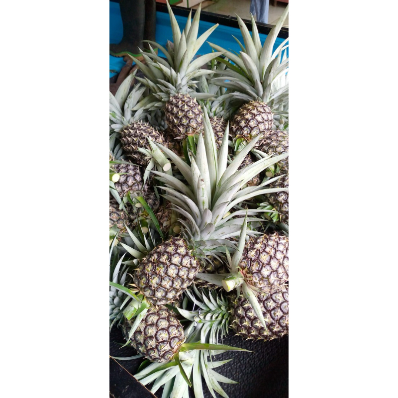 

Nanas Lokal Subang