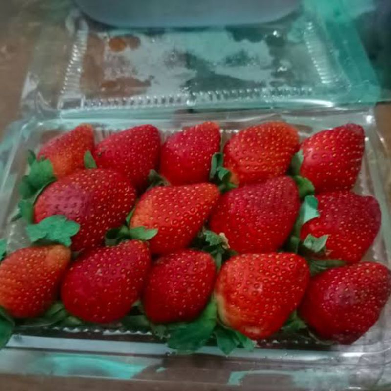 

Buah segar STRAWBERRY 1pack
