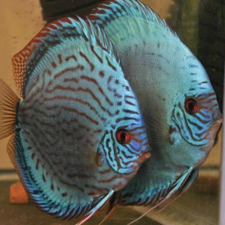 Discus Blue cobalt / Discus Aquarium ikan hias air tawar