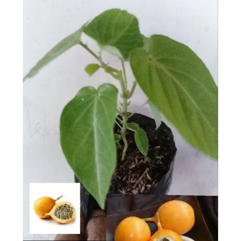 

tanaman buah markisa konyal manis