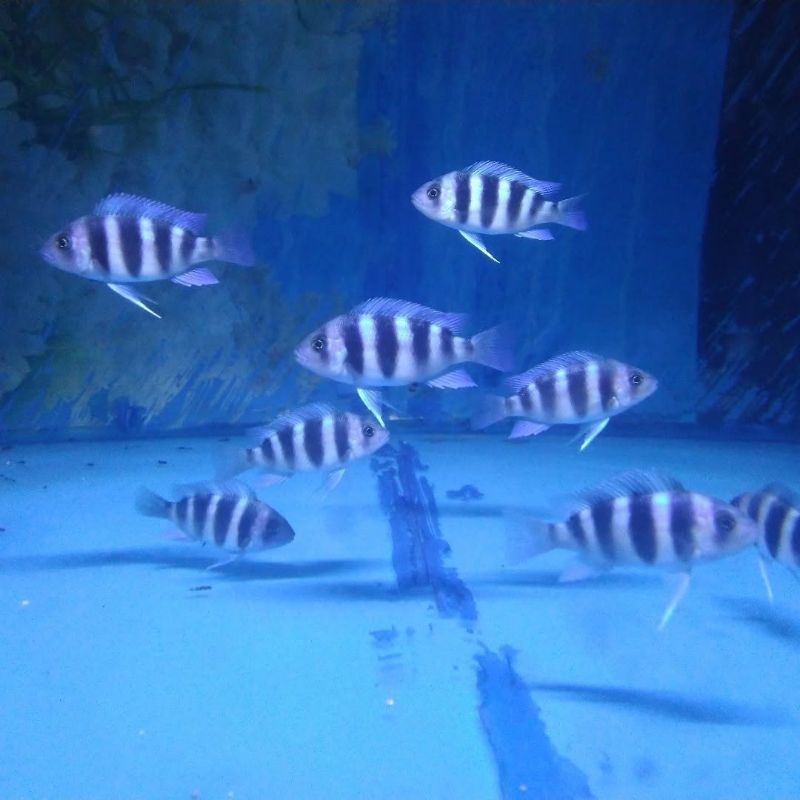 Frontosa Moba Pure Breed