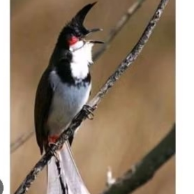 BURUNG MERBAH JAMBUL / KUTILANG MALAYSIA