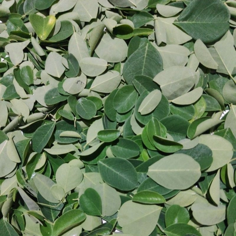 

Daun Kelor Fresh Segar 100 Gram
