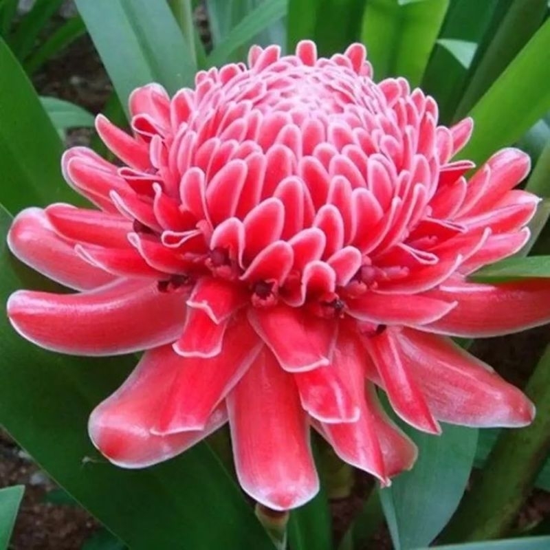 

bunga kecombrang merah segar 500gr