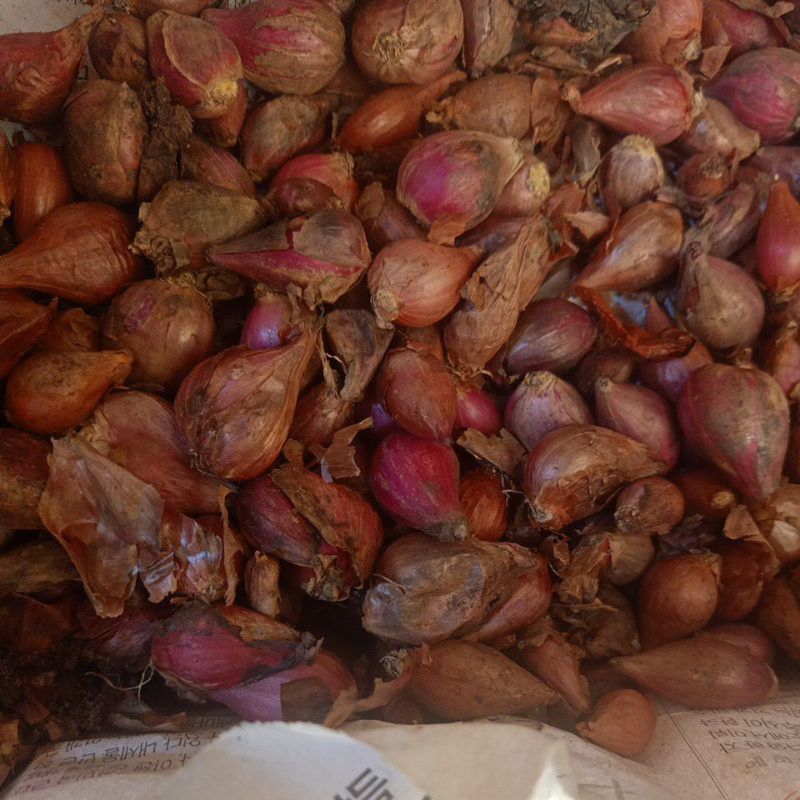 

Bawang merah