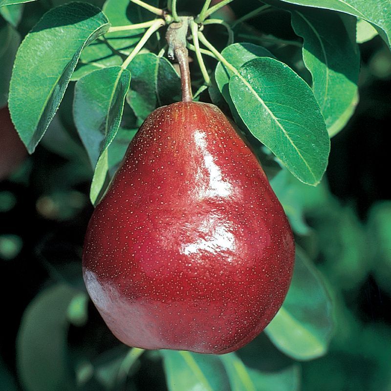 

PEAR RED ANJOU - PEAR MERAH - SUKABUAH