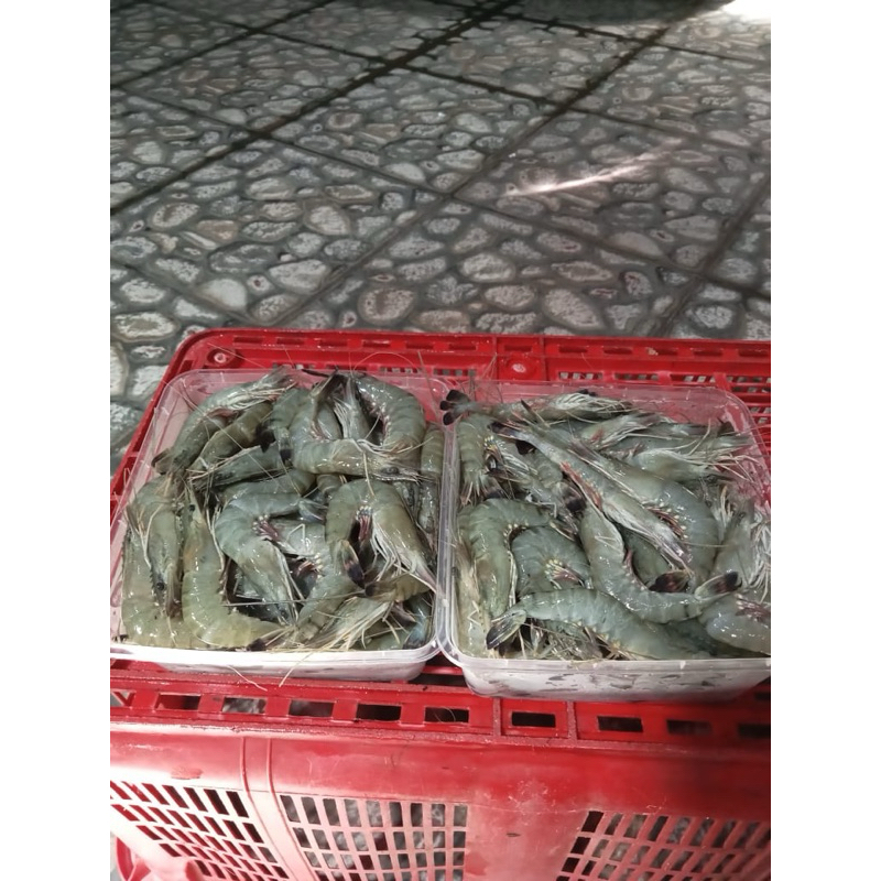 

Udang Windu k8