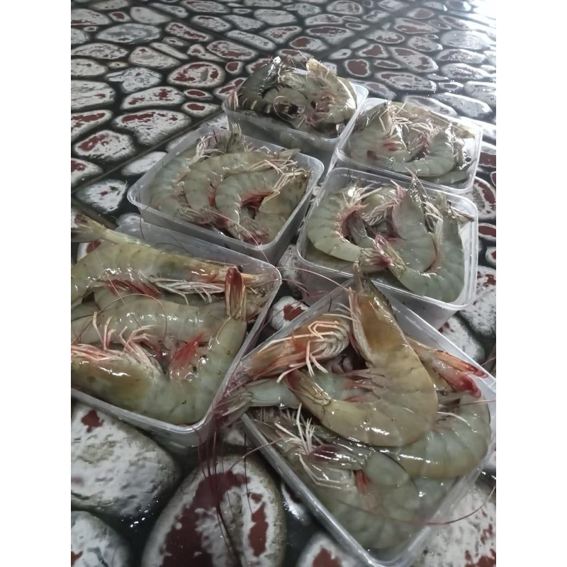 

Udang Vaname Jumbo isi 21/22ekor
