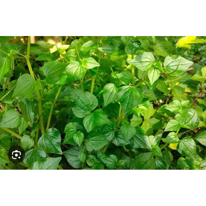 

Sirih Cina Segar 500 Gram Obat Herbal Tradisional Murah Baru Ambil