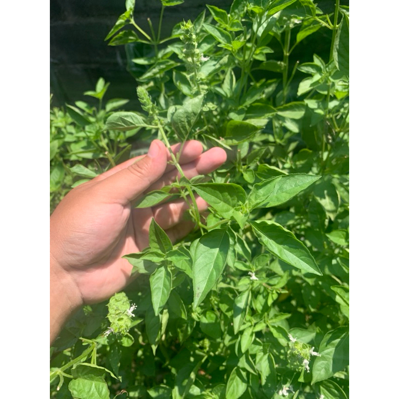 

DAUN KEMANGI ORGANIK LANGSUNG DARI KEBUN MURAH MERIAH