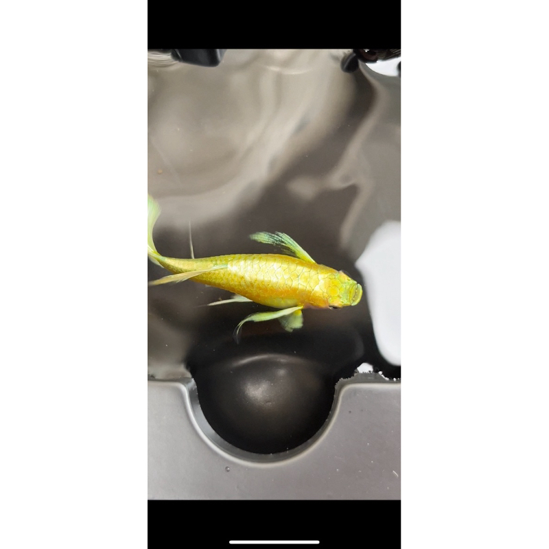 

Stiker full gold ribbon long ear vietnam