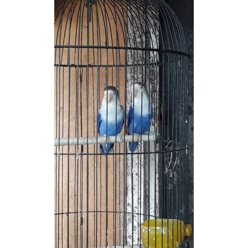burung lovebird violet sepasang jantan betina