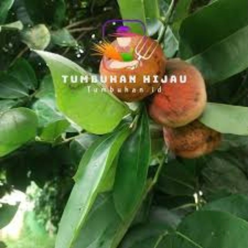 

Daun Buah Samolo 200 gram, Daun Buah Bisbul langsung dari Pohonnya