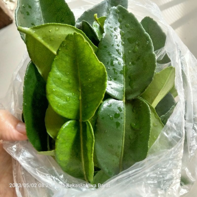 

DAUN JERUK SEGAR