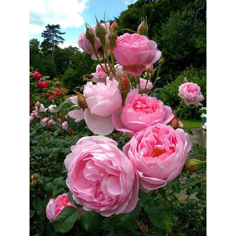 MAWAR IMPORT DAMASCENA