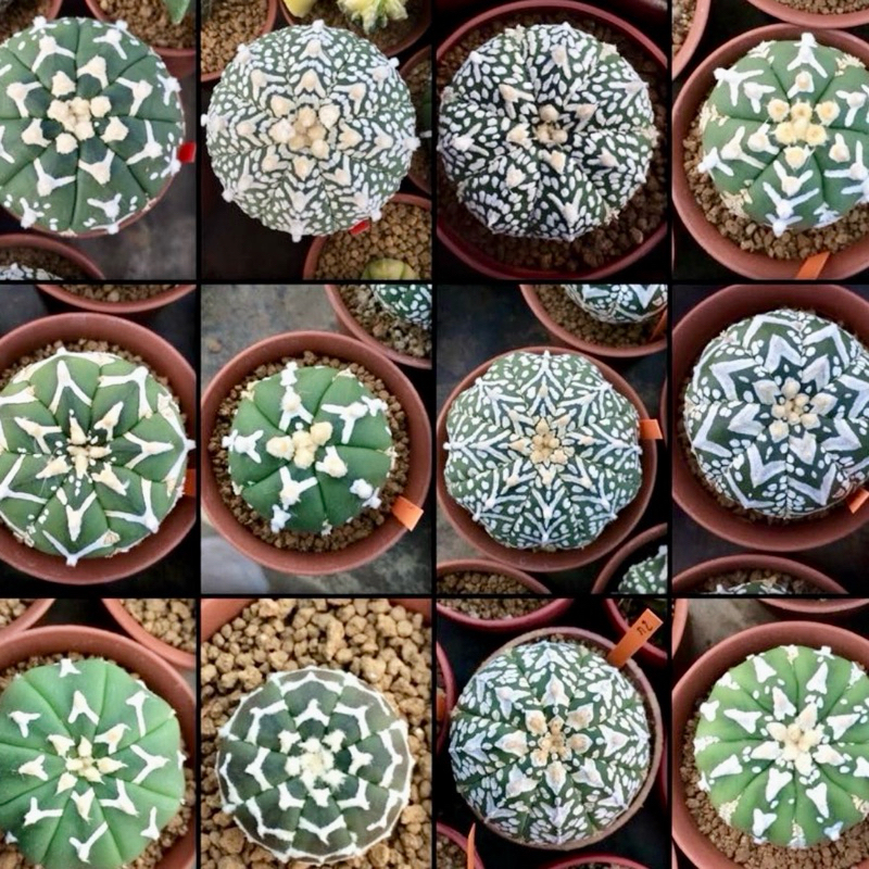 Kaktus Astrophytum Asterias Super Kabuto / kaktus astro