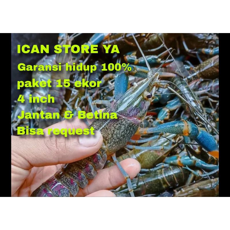 

LOBSTER AIR TAWAR 15 EKOR 5 INCH JANTAN DAN BETINA