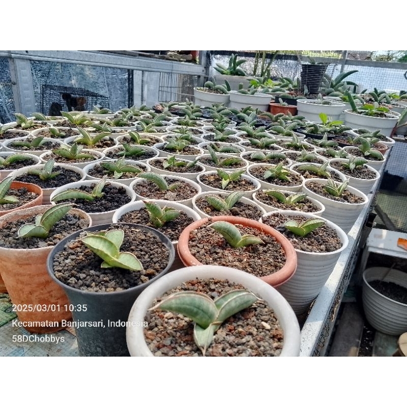 sansevieria eilensis / eliensis / king of sanse , bukan boncel