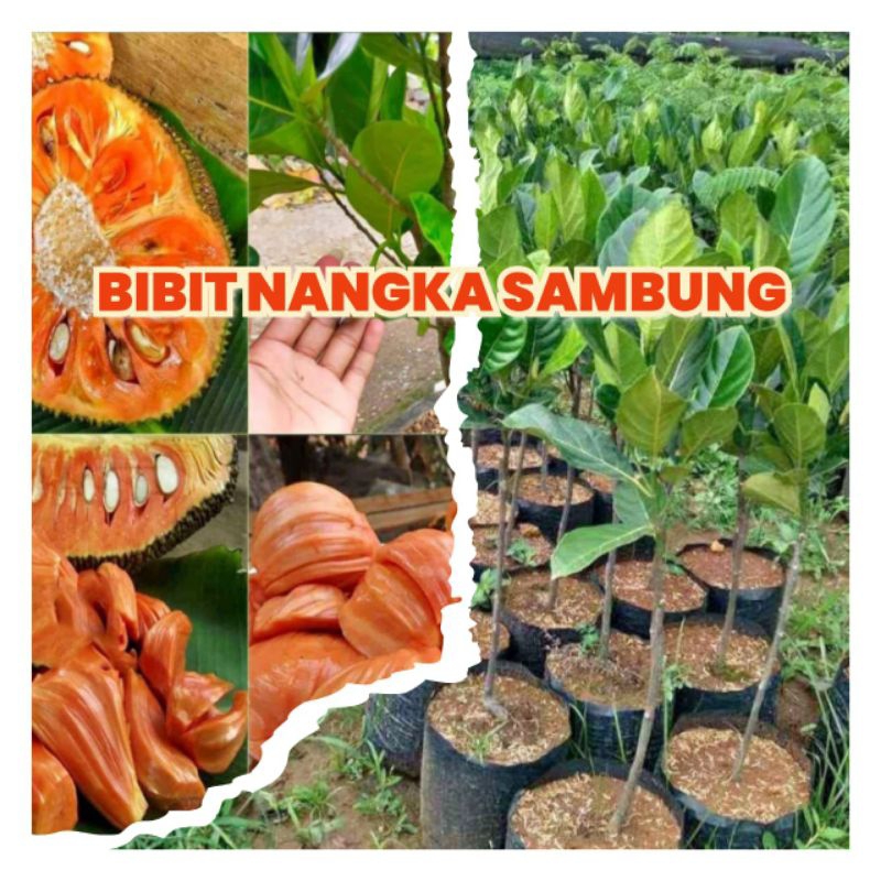 Bibit nangka merah sambungan bukan semai biji
