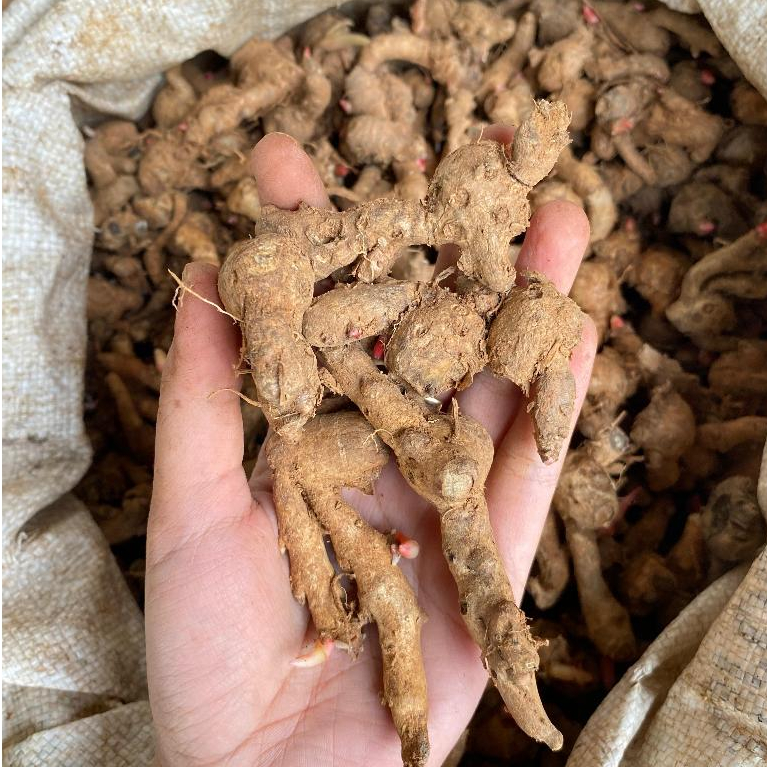 

Temu Kunci Segar 1kg Kunci Sayur Fresh