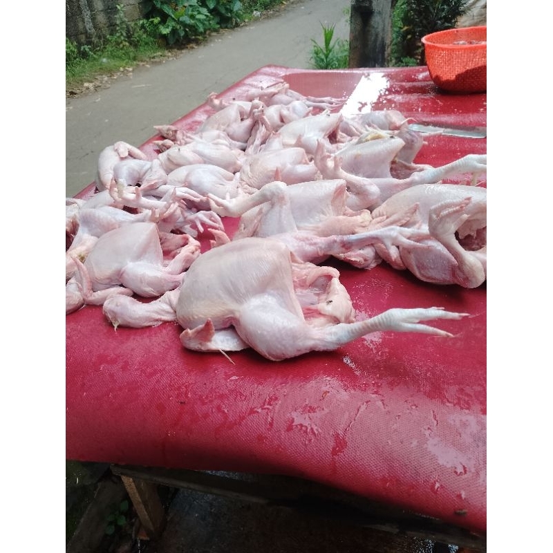 

ayam broiler fresh 1kg