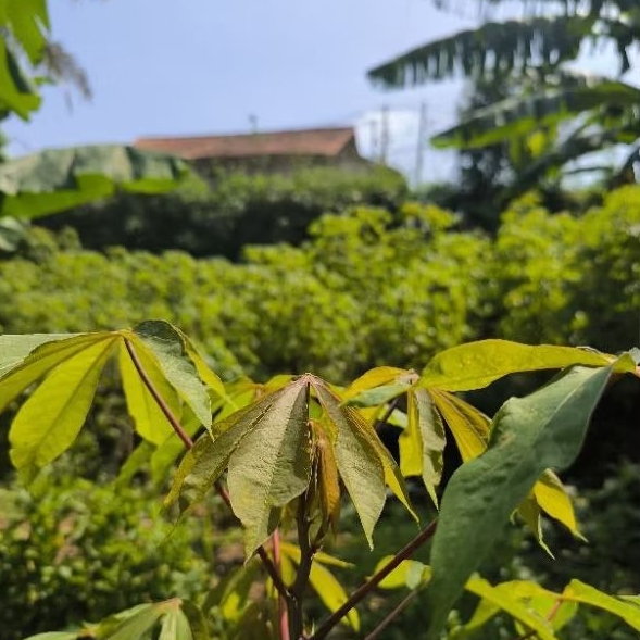 

Daun Singkong Per Ikat