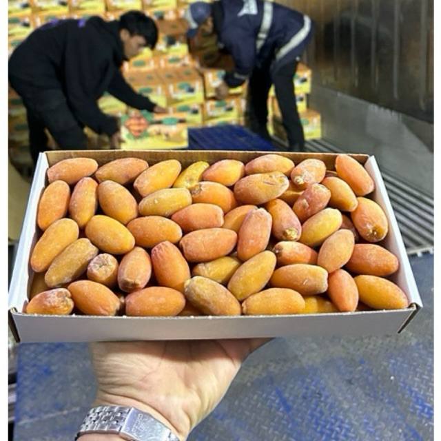 

KURMA MUDA SETENGAH MATENG KURMA SULTHAN KURMA BEST SELLER BERBUKA PUASA GROSIR KURMA RAMADHAN