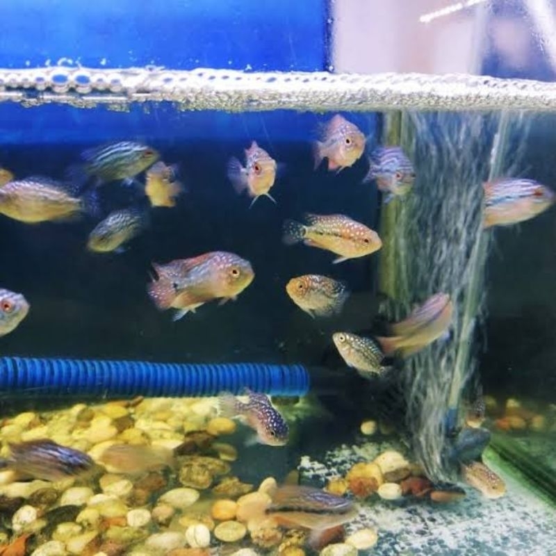 Burayak ikan louhan GB x Cencu Mutiara Kasar / Anakan ikan lohan GB X CENCU Size 2CM Beli 4 Gratis 1